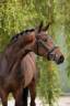 Cavalla sBs Cavallo da Sport Belgio In vendita 2020 Scuro