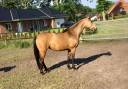 Fattrice Pony da Sella Germano, Deutsches Reitpony In vendita 2015 Isabella ,  Kennedy WE (DRP)