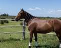 Castrone Lusitano In vendita 2021 Baio ,  Xanjo AR