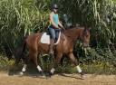 Castrone Lusitano In vendita 2021 Baio ,  Xanjo AR