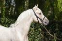 Intero Pony da Sella Germano, Deutsches Reitpony In vendita 2022 Palomino ,  D-GOLD AT NRW (DRP)
