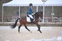 Stallone PFS Pony Francese da Sella In vendita 2020 Baio ,  COCKNEY CRACKER (DRP)