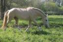 Stallone Lusitano In vendita 2023 Palomino ,  bosco fayette