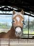Castrone Haflinger In vendita 2017 Sauro