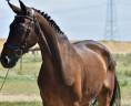 Castrone Cavallo da Sport Germano In vendita 2016 Baio scuro