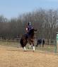 Cavalla 8 anni Dressage e passeggiate 