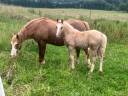 Puledra PFS Pony Francese da Sella In vendita 2025 Palomino