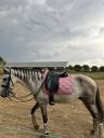 Sella da dressage Zaldi New kent 17.5" - 2022