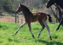 Puledra PFS Pony Francese da Sella In vendita 2025 Baio