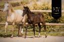 Puledro KWPN Cavallo da Sport Neerlandese In vendita 2025 Nero ,  VITALIS