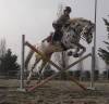 Cavallo da salto 
