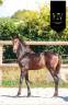 Puledra KWPN Cavallo da Sport Neerlandese In vendita 2025 Isabella ,  Qaside MD