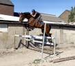 Castrone KWPN Cavallo da Sport Neerlandese In vendita 2019 Baio