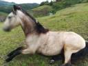 Cavalla Lusitano In vendita 2016 Isabella ,  TENOR DE LA COMBE