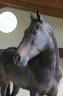 SUPER PONY