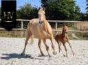 Puledra KWPN Cavallo da Sport Neerlandese In vendita 2025 Sauro brulé ,  VITALIS
