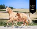 Puledra KWPN Cavallo da Sport Neerlandese In vendita 2025 Sauro brulé ,  VITALIS