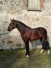 Intero Lusitano In vendita 2019 Baio ,  JOKER