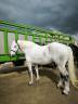 Cavalla Percheron In vendita 2019 Bianco