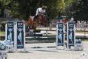 Cavalla Sella Francese In vendita 2019 Baio