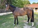 Castrone Sella Francese In vendita 2018 Baio scuro ,  CASALL