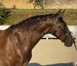 Cavalla Lusitano In vendita 2020 Nero ,  Fuego FG