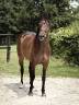 Cavalla sBs Cavallo da Sport Belgio In vendita 2019 Baio scuro ,  JOBOLENSKY SITTE