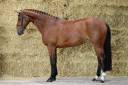 Cavalla KWPN Cavallo da Sport Neerlandese In vendita 2020 Baio ,  TANGELO VAN DE ZUUTHOEVE