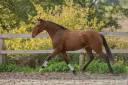 Castrone Lusitano In vendita 2019 Baio ,  Escorial