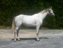 Castrone Sella Francese In vendita 2020 Grigio ,  NINTO DE BEAUFOUR