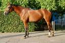 Cavalla BWP Cavallo da Sangue Belgio In vendita 2021 Baio ,  QUALITY GOLD VT FARASOHOF
