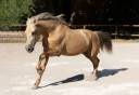 Castrone PRE Andaluso In vendita 2020 Palomino