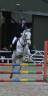 Cavalla Altre Razze di Pony In vendita 2016 Grigio