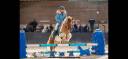 Castrone Shetland In vendita 2012 Pezzato