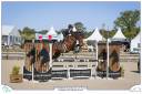 Castrone sBs Cavallo da Sport Belgio In vendita 2016 Baio ,  Nectar du murier