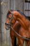 Intero KWPN Cavallo da Sport Neerlandese In vendita 2017 Baio
