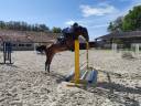 Cavalla Sella Francese In vendita 2020 Baio ,  ARMITAGES BOY (DEU) OLD 2002
