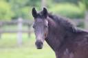 Puledro sBs Cavallo da Sport Belgio In vendita 2025 Nero ,  Denver U.S