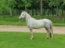 Castrone Camargue In vendita 2022 Grigio