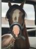 Intero Welsh Poney (Sezione B) In vendita 2021 Isabella ,  NORTHLIGHT CONCERTO (GBR),WB