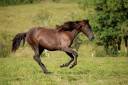 Cavalla PRE Andaluso In vendita 2022 Nero ,  HER ARAN II