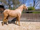 Intero PRE Andaluso In vendita 2022 Palomino ,  SE TIZIANO