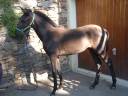 Intero Lusitano In vendita 2025 Nero ,  SOLO DE LA COMBE
