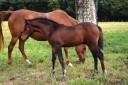 Puledro PFS Pony Francese da Sella In vendita 2025 Baio scuro ,  A FLY STAR DES HOUX