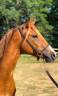 Cavalla PFS Pony Francese da Sella In vendita 2022 Sauro