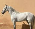 Castrone PRE Andaluso In vendita 2015 Grigio