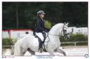 Stallone Connemara In vendita 2014 Grigio ,  Paps Late