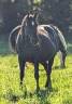 Cavalla Paint Horse In vendita 2015 Nero