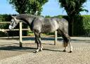 Castrone Zangersheide In vendita 2020 Grigio ,  CASHPAID J&F