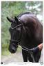 Cavalla KWPN Cavallo da Sport Neerlandese In vendita 2019 Nero